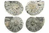 Lot: Cut & Polished, Pyrite Replaced Ammonite Pairs - Pairs #230340-3